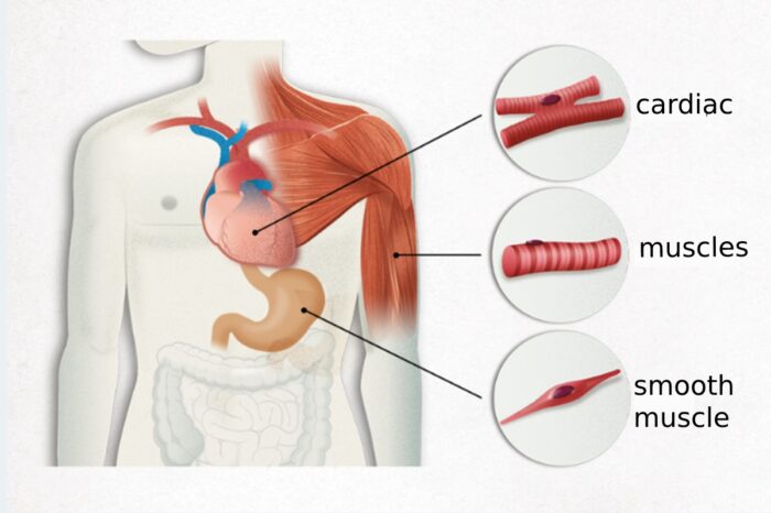 Muscular Diseases